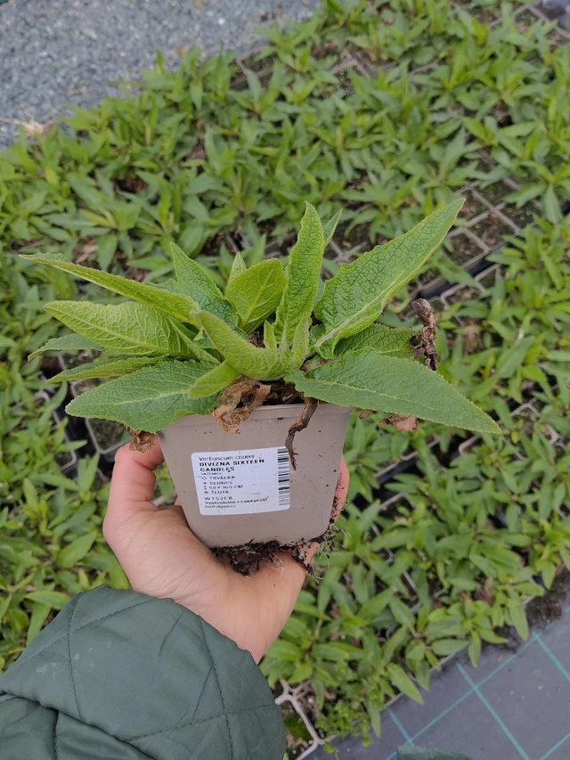 Gordolobo Sixteen Candles - 21. 4. 2026