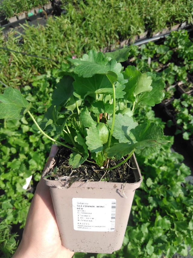 Sidalcea Wine Red - 2024