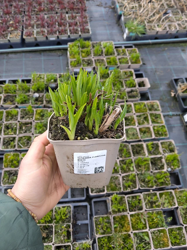 Punatähkä Floristan White - 21. 4. 2026