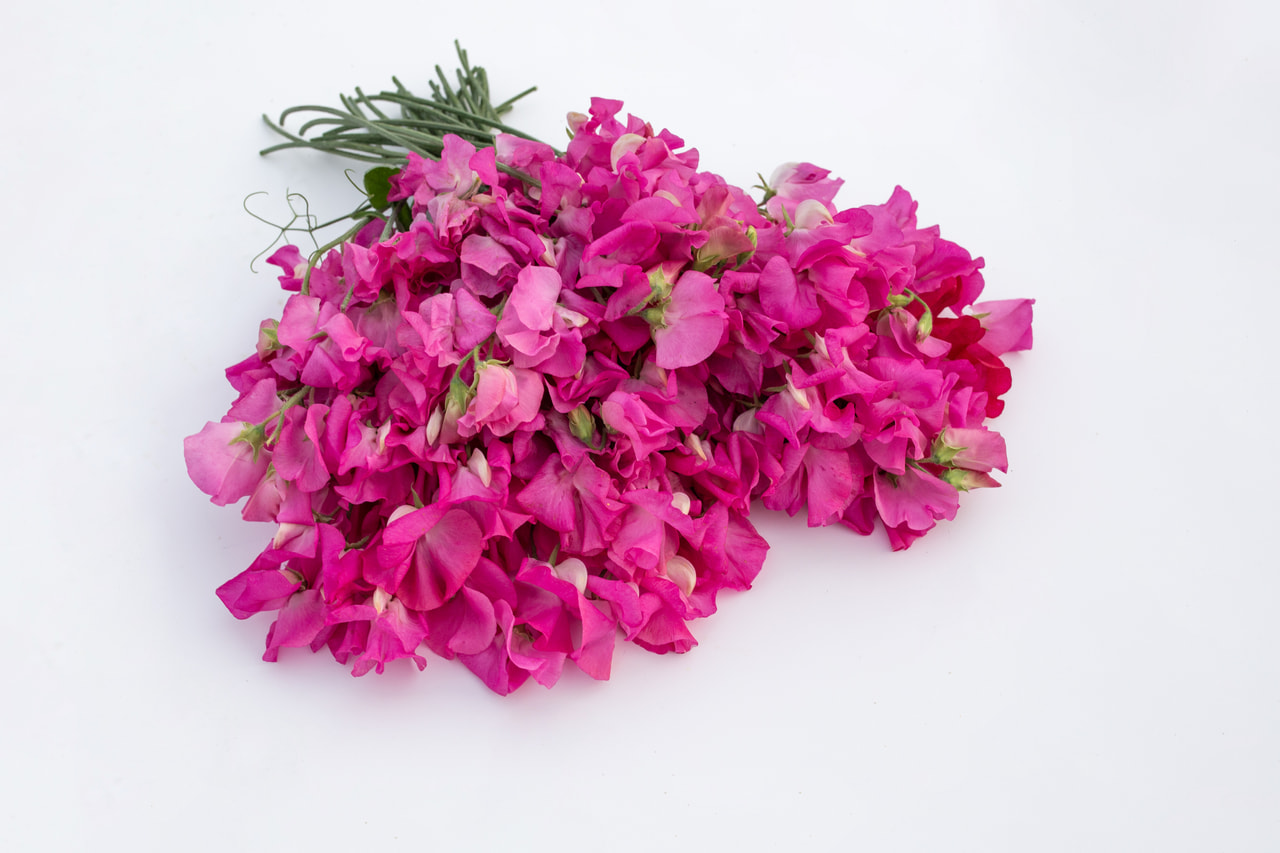 Lathyrus Winter Sunshine Rose, Loukykvět