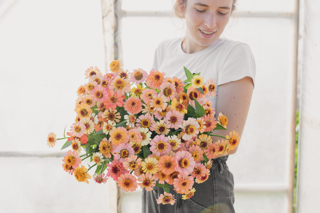 Tsinnia Zinderella Peach, Loukykvět