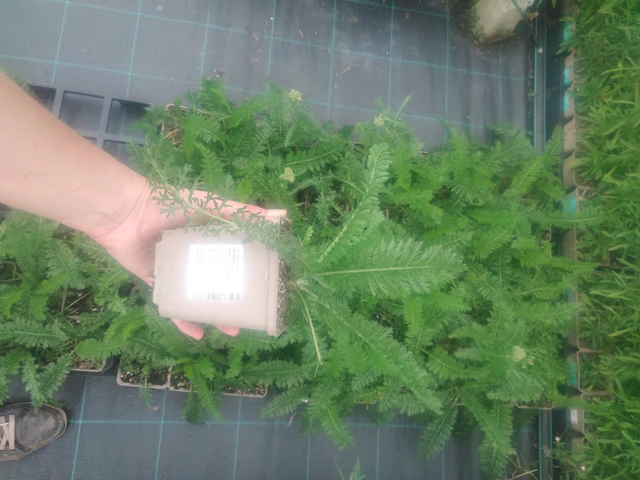 Siankärsämö Lachsschönheit - 2024