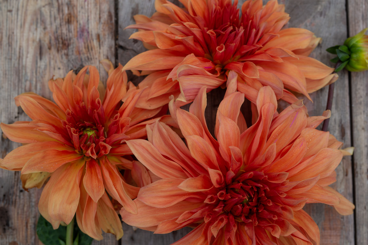 Daalia Babylon Bronz, Loukykvět