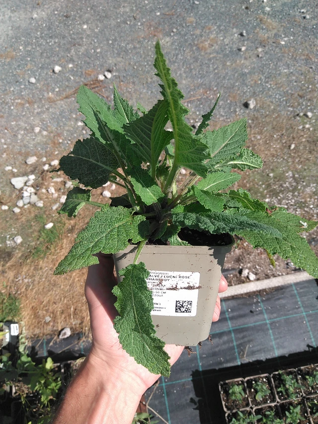 Salvia pratensis Rose Rhapsody - 27. 6. 2025