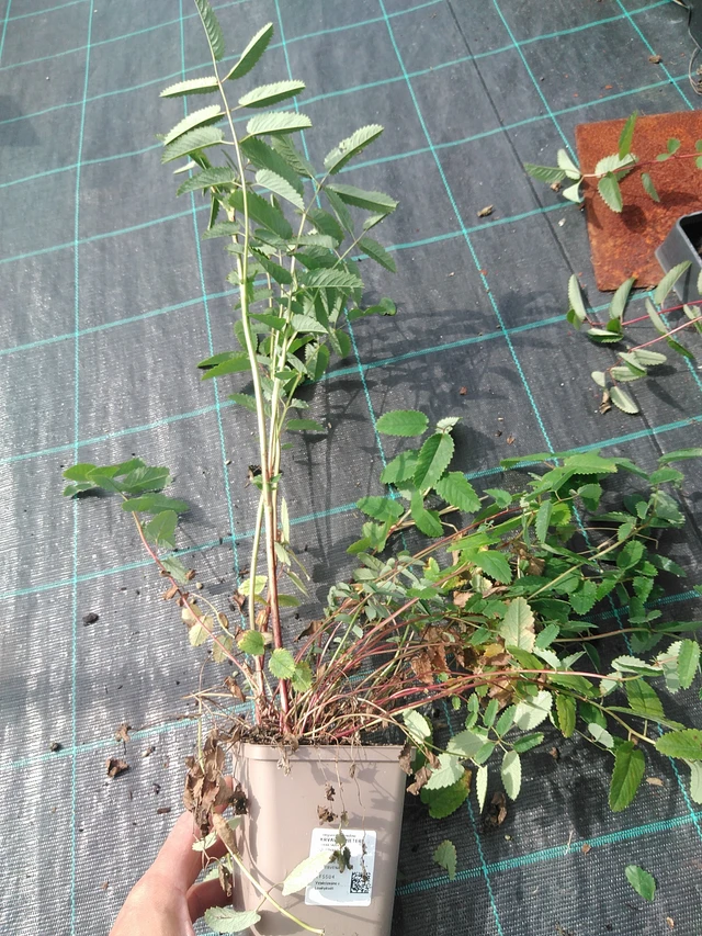 Luppio Pieters - 24. 6. 2025