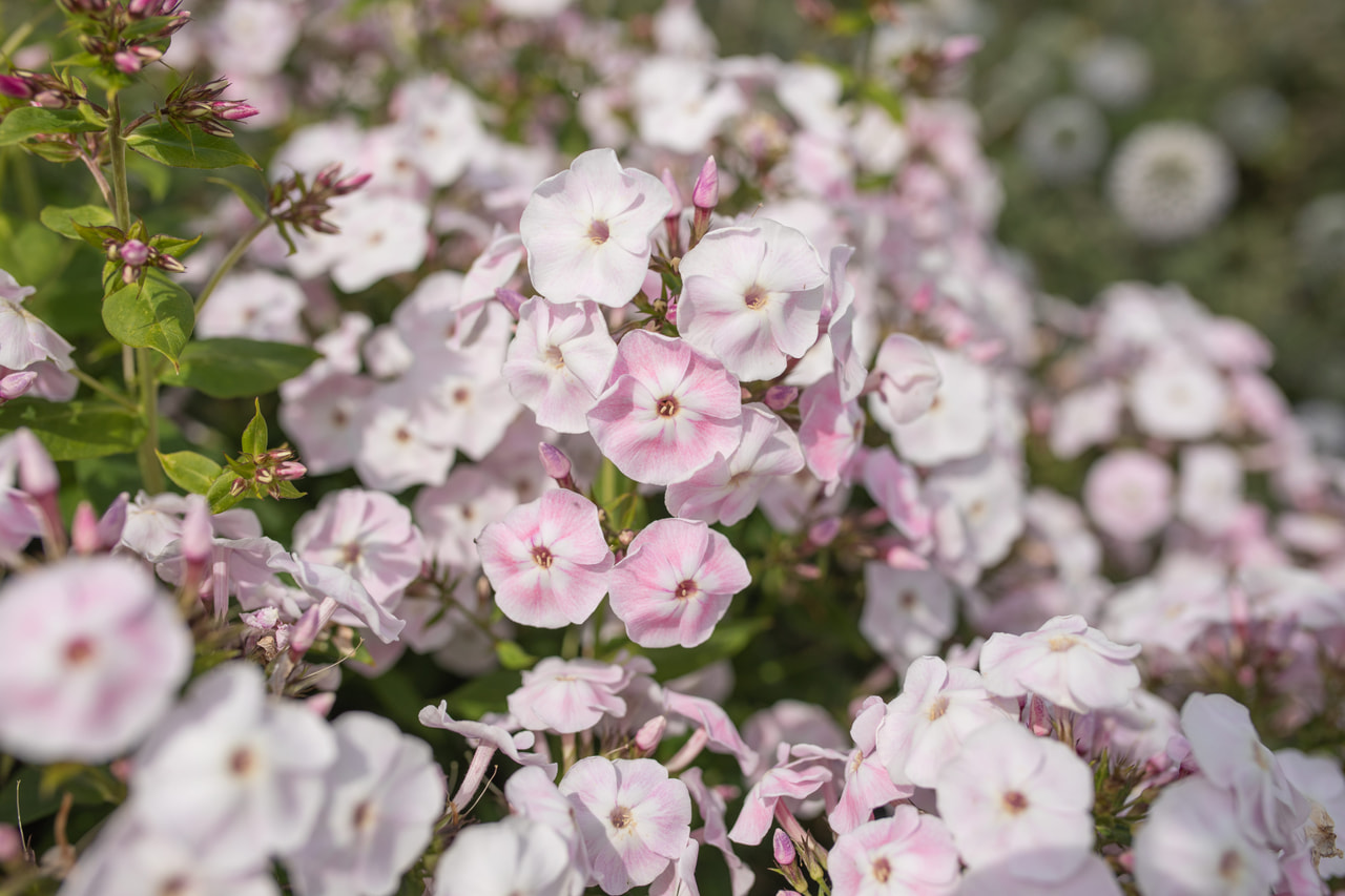 Kiiltoleimu Duchess of York, Loukykvět