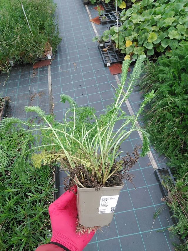 Siankärsämö Cerise Queen - 29. 7. 2025