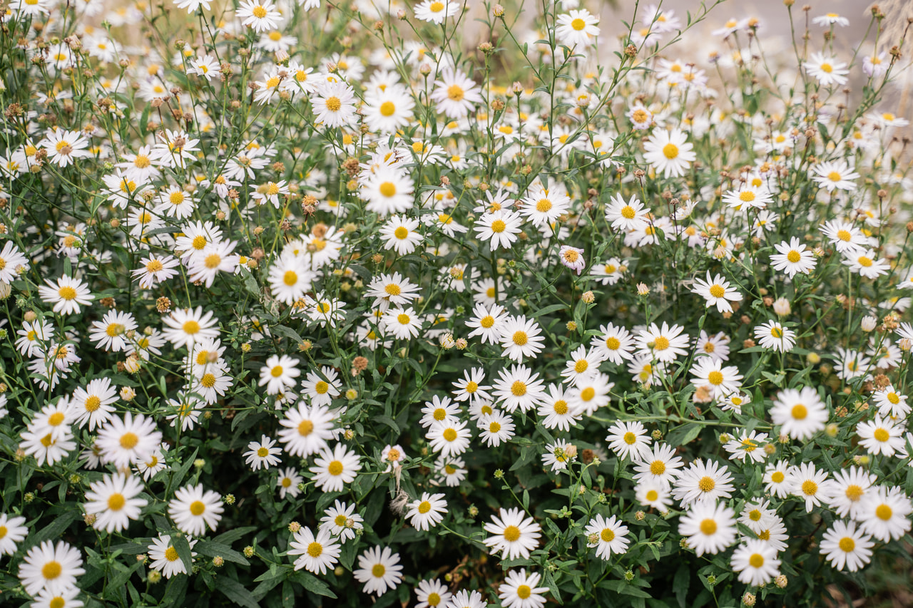 Siperianasteri Starshine, Loukykvět