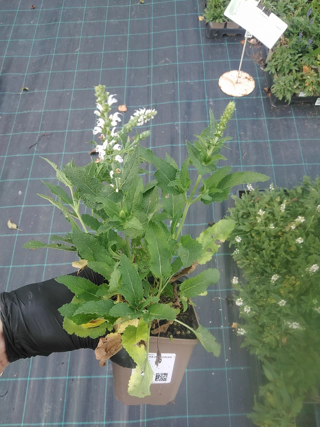 Salvia nemorosa Adrian - 13. 10. 2025