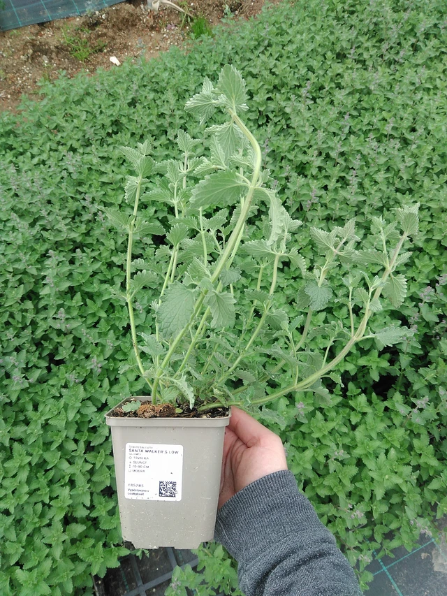 Kissanminttu Walker’s Low - 9. 6. 2025