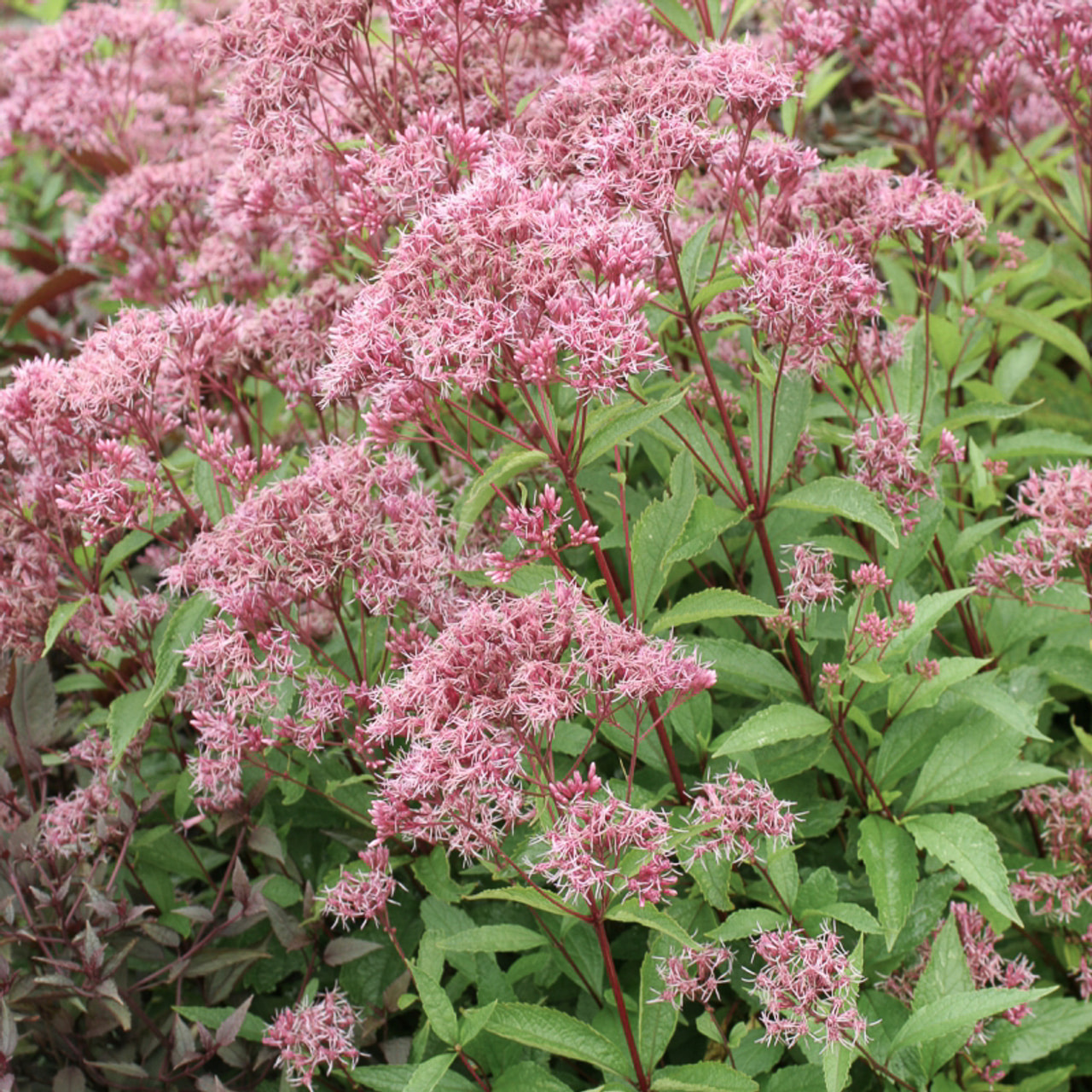 Punalatva Purple Bush, Loukykvět