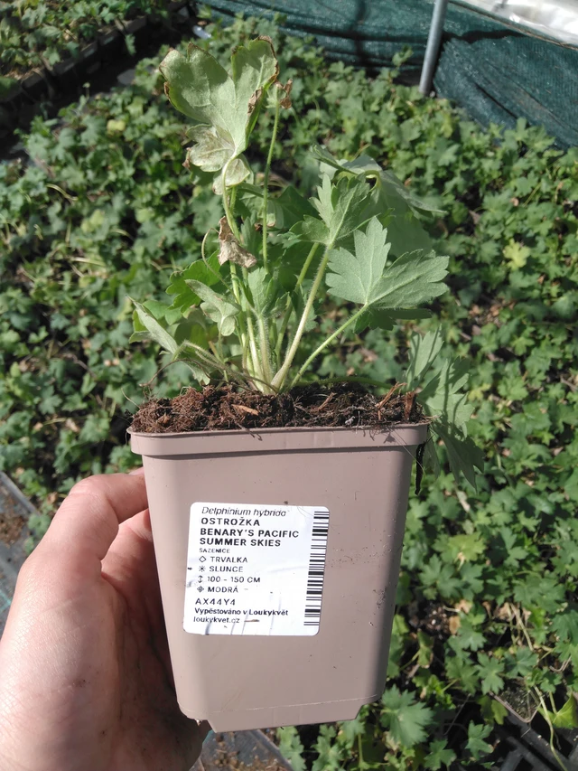 Ritarinkannus Benary’s Pacific Summer Skies - 2024