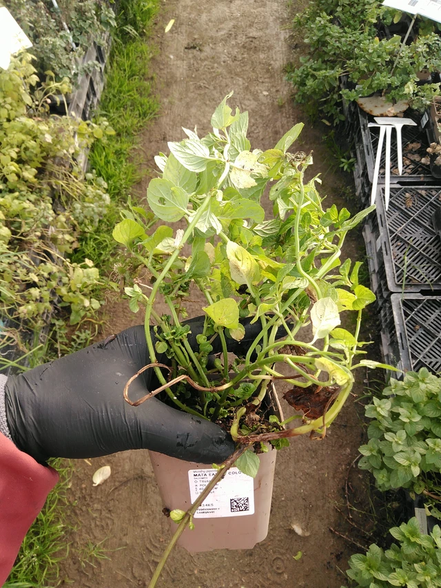 Minttu Eau de Cologne - 31. 10. 2025