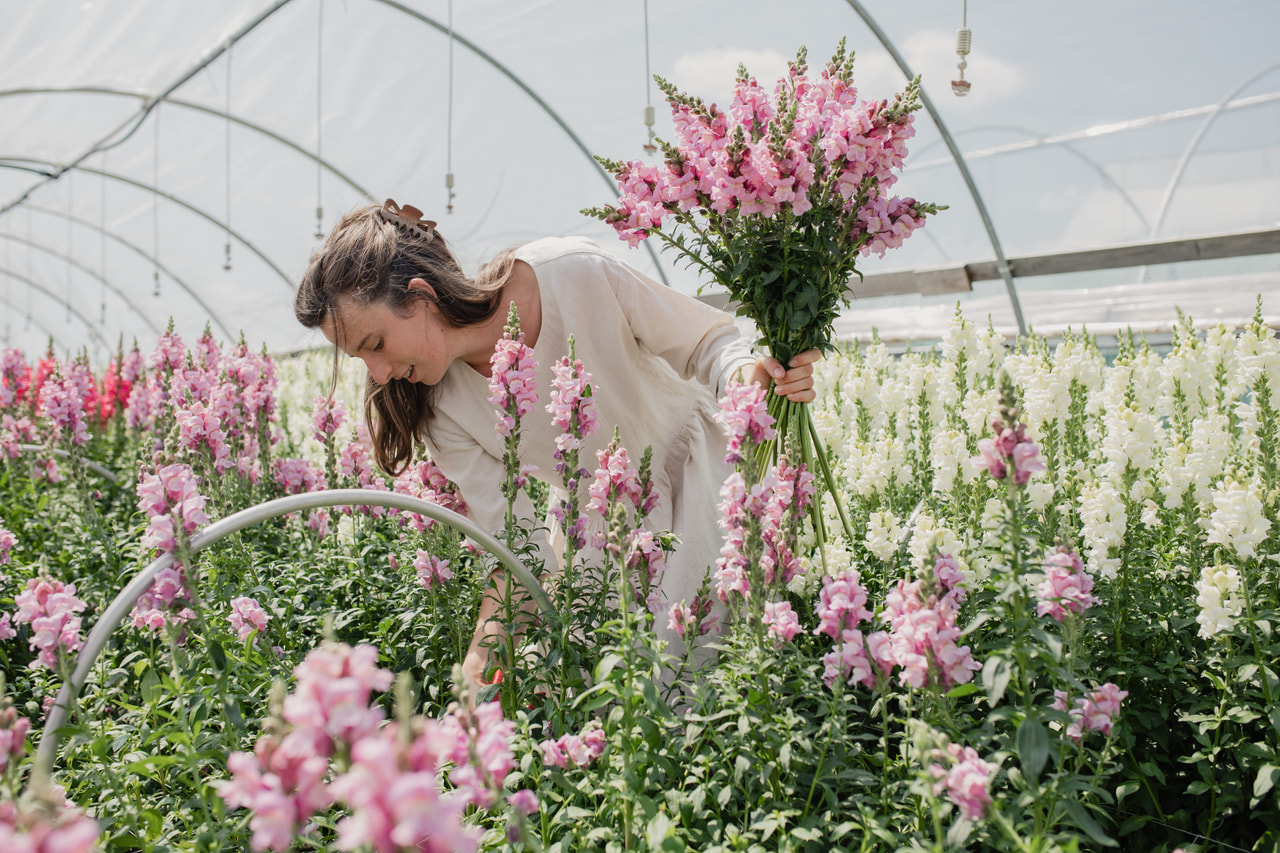 Leijonankita Potomac Lavender, Loukykvět
