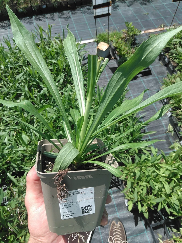 Vara de oro Solar Glory - 24. 6. 2025