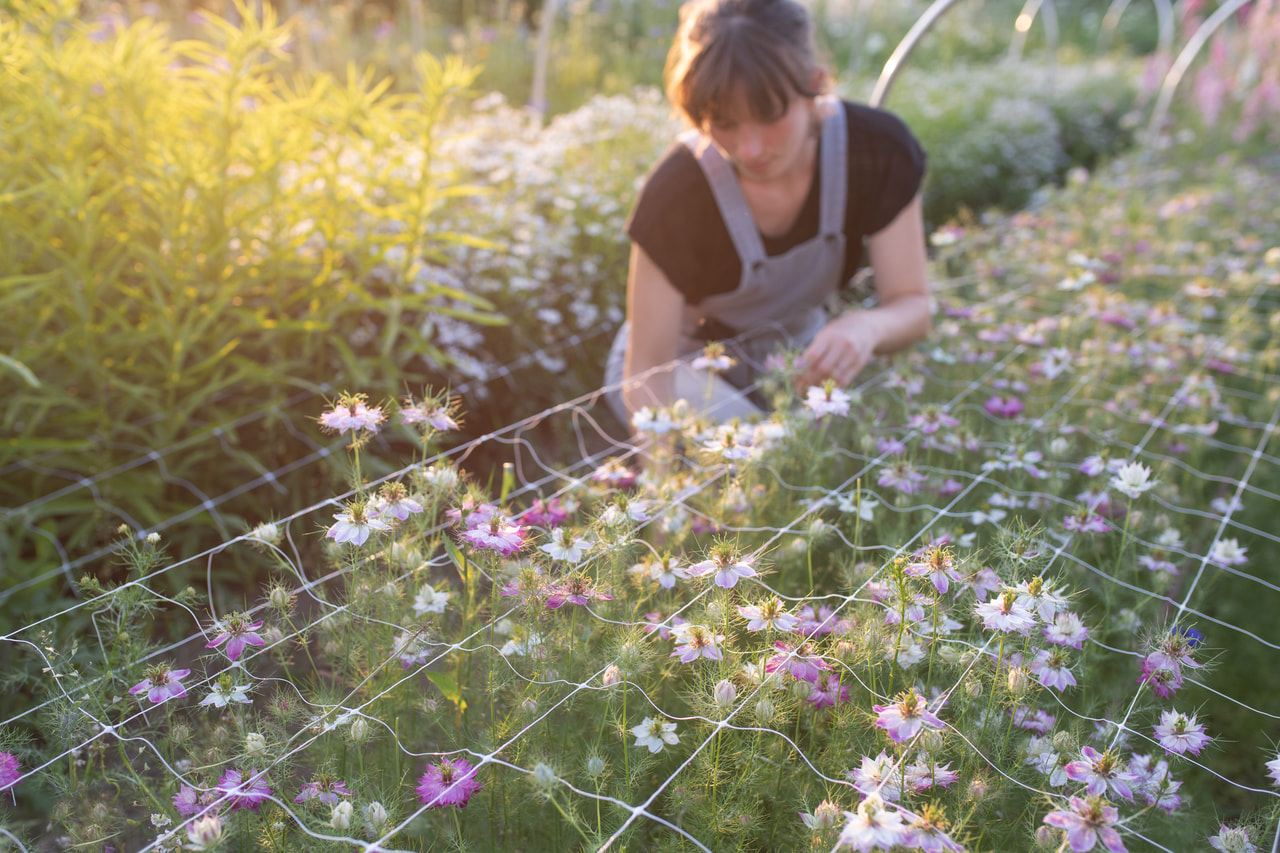 Tarhaneito Miss Jekyll Rose, Loukykvět