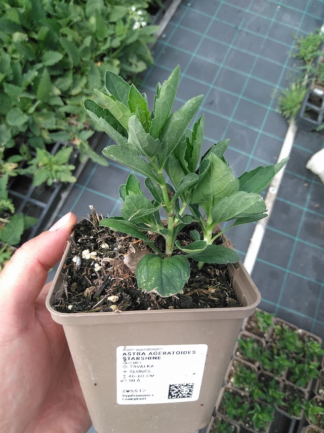 Siperianasteri Starshine - 26. 6. 2025