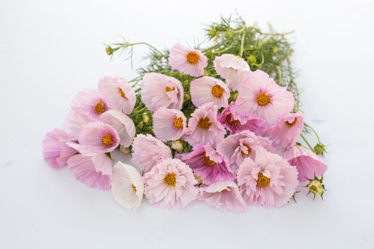 Cosmos Cupcakes Blush, Loukykvět