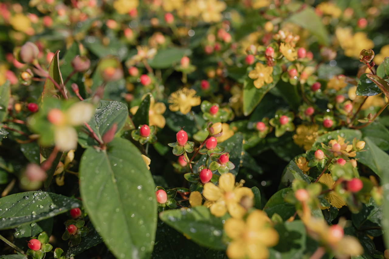 Kuisma Globo Ruby, Loukykvět