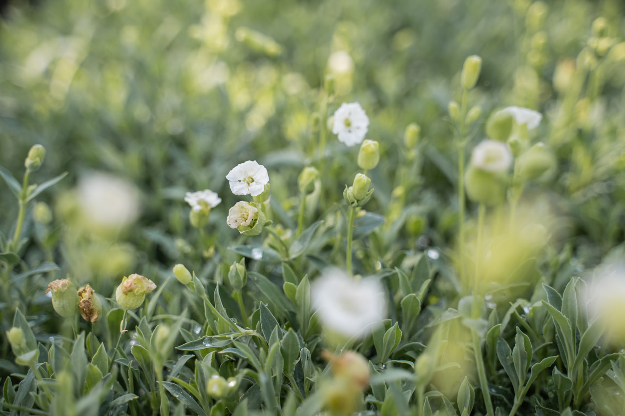 Kohokki Weißkehlchen, Loukykvět
