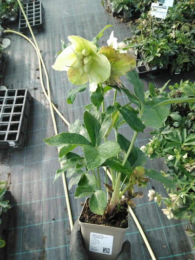 Jouluruusu Pretty Ellen White - 31. 10. 2025