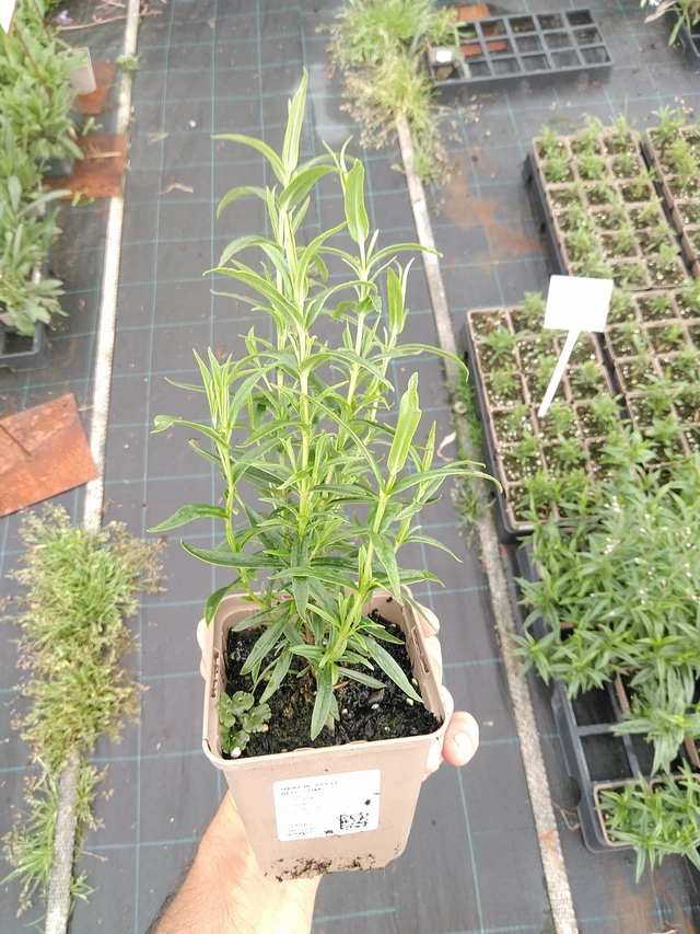 Pipo Apple Blossom - 21. 7. 2025