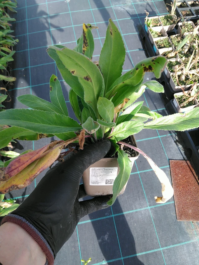 Illakko violetti - 31. 10. 2025