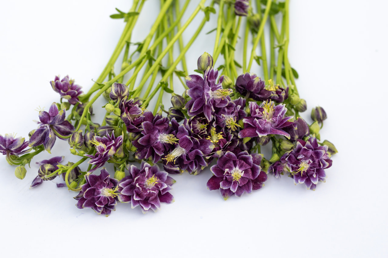 Aguileña Purple Barlow, Loukykvět