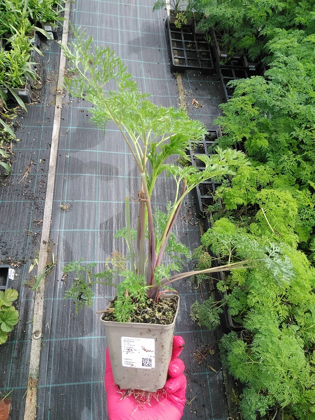 Suoputki - 29. 7. 2025