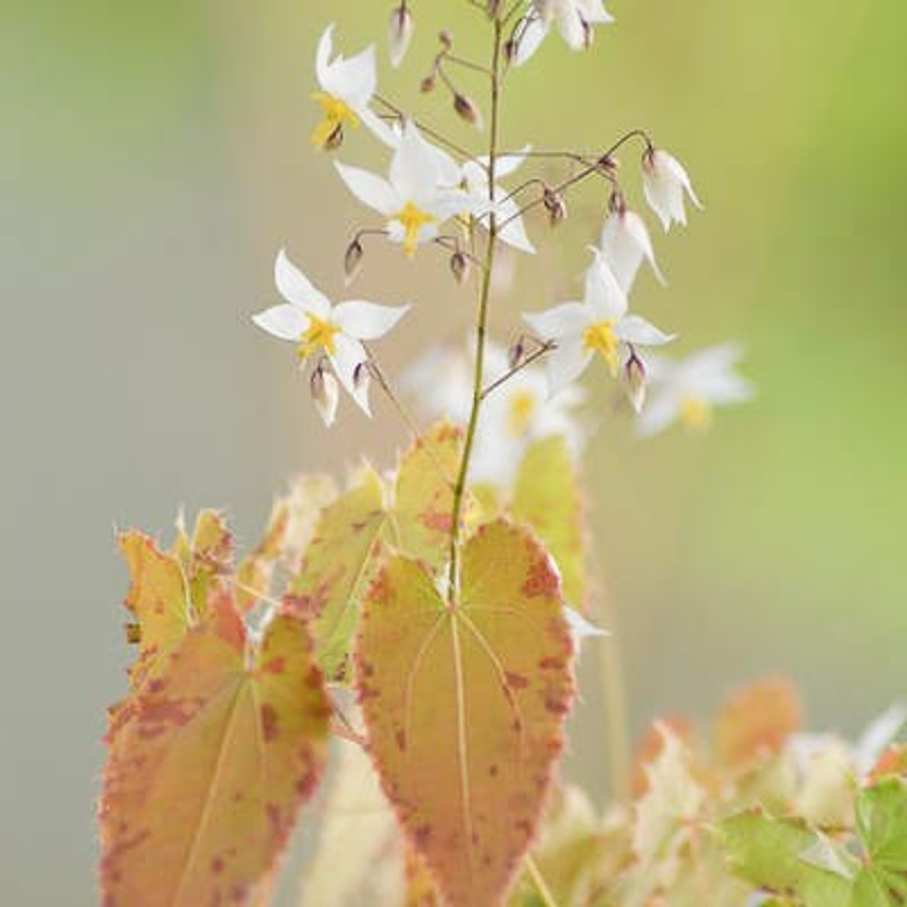 Epimedium Long Leaf Form, Loukykvět