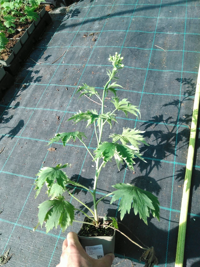 Ritarinkannus Benary’s Pacific Summer Skies - 19. 8. 2025