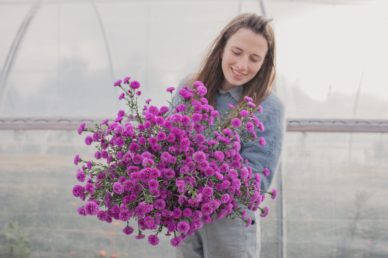 Asteri Primavera, Loukykvět