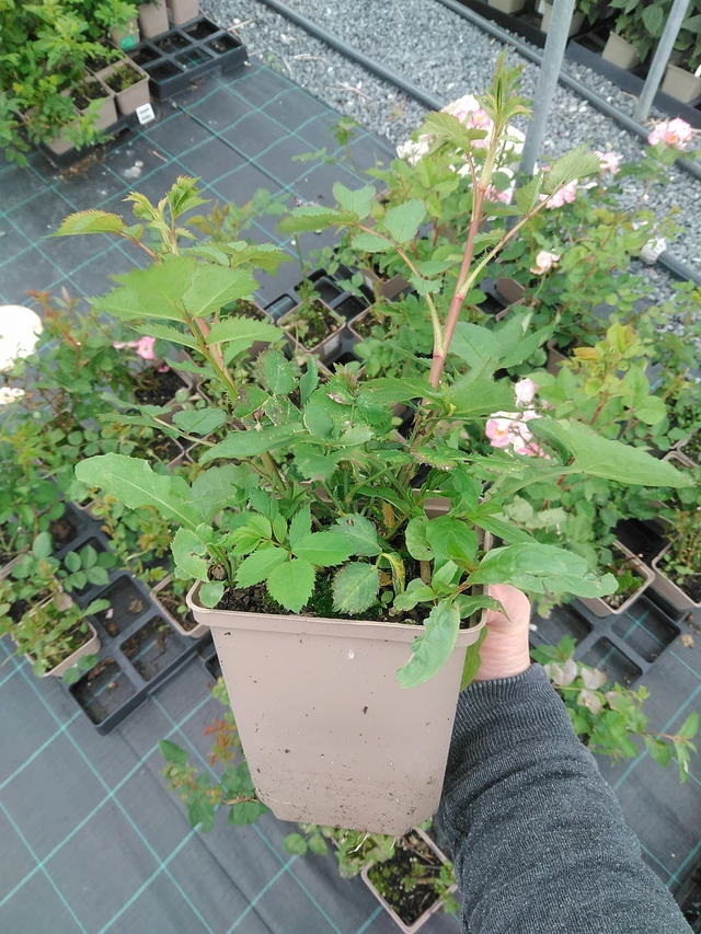 Rosa Magical Sunset - 9. 6. 2025