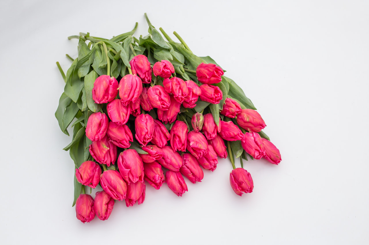 Tulppaani Marvel Parrot, Loukykvět