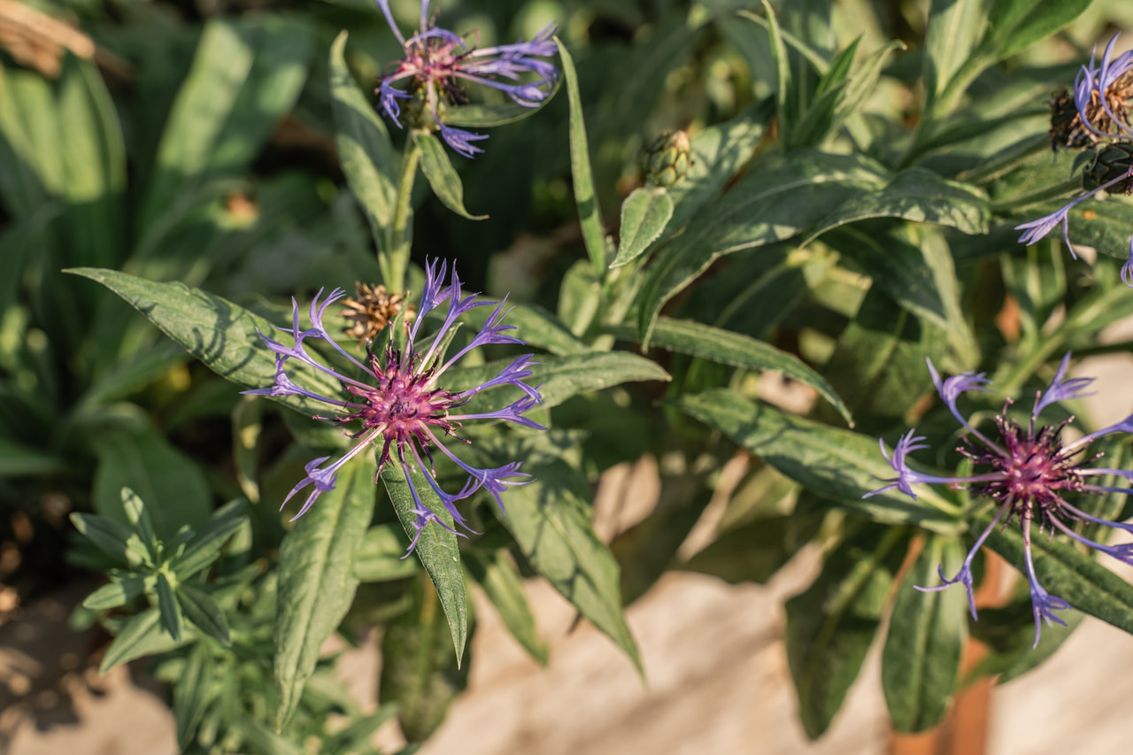 Vuorikaunokki, Loukykvět