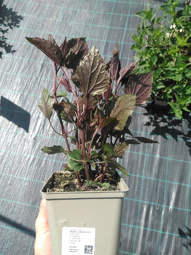 Punalatva Chocolate - 24. 6. 2025