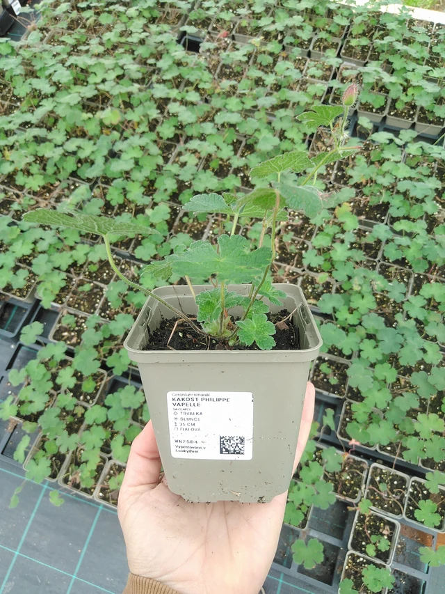 Kurjenpolvi Philippe Vapelle - 9. 6. 2025