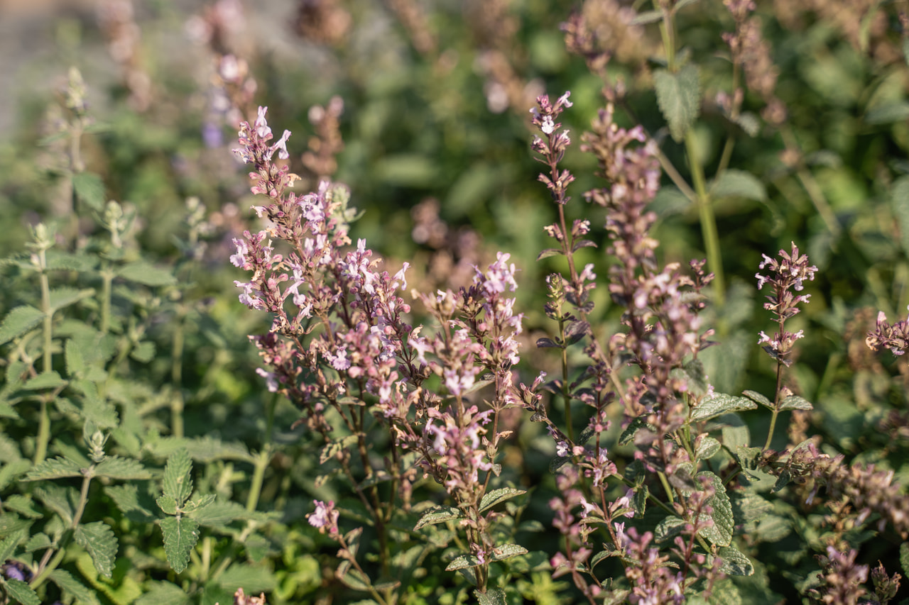 Steppe Catmint, Loukykvět