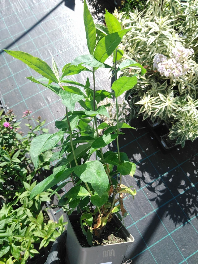 Leimu Winnetou - 19. 8. 2025