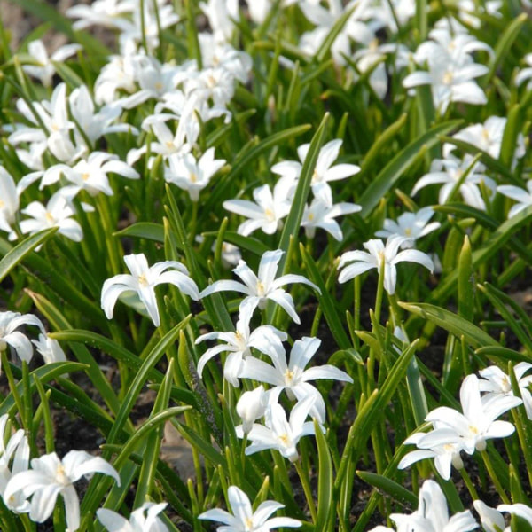 Scilla Alba, Loukykvět