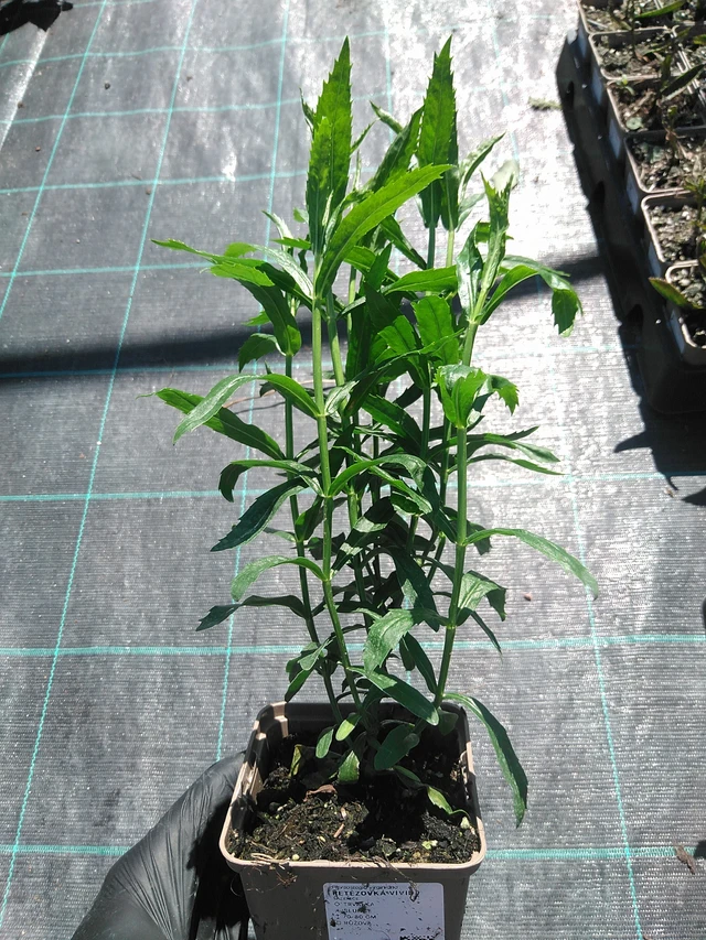 Kellopeippi Vivid - 19. 8. 2025