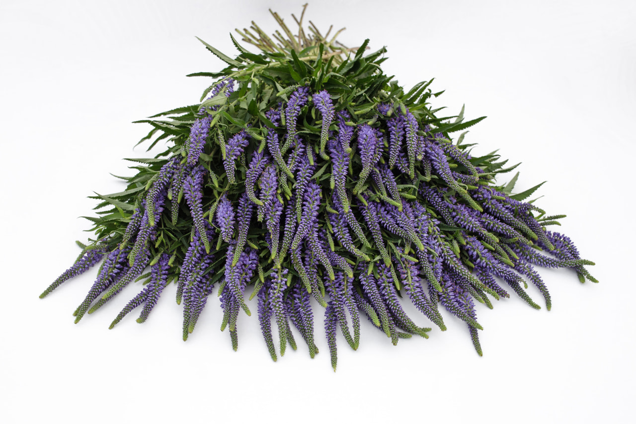 Tädyke Skyler Blue, Loukykvět