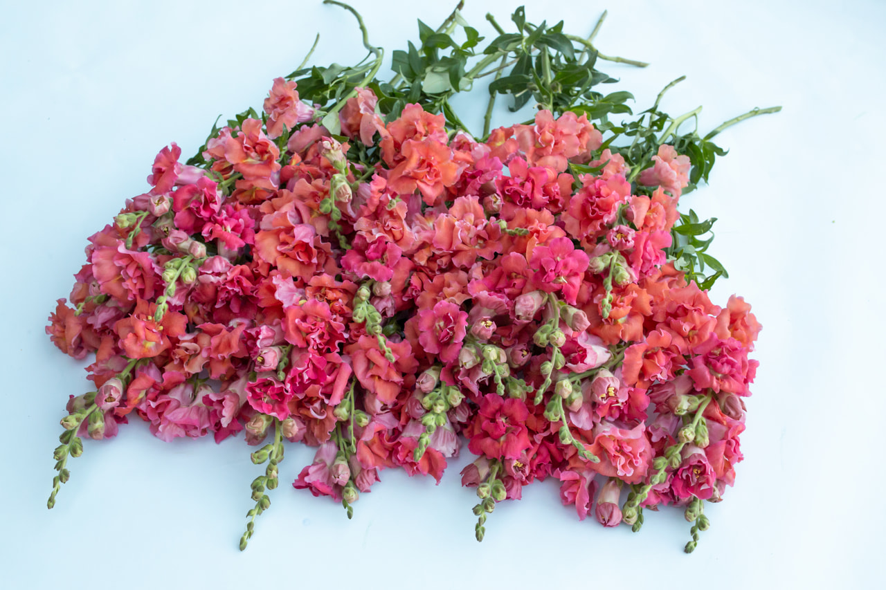 Leijonankita Madame Butterfly Cherry Bronze, Loukykvět