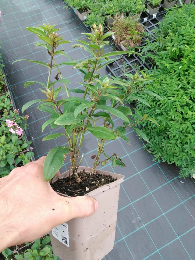 Leimu Sweet Summer Melody - 28. 7. 2025