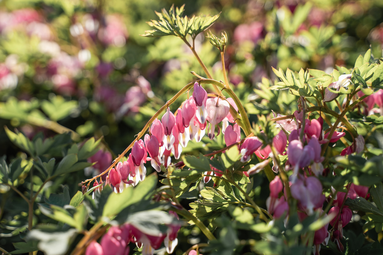 Särkynytsydän, Loukykvět