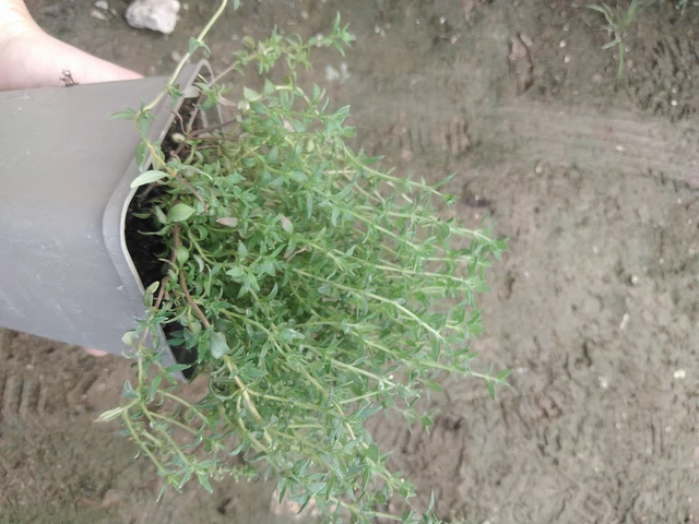 Tomillo German Winter - 17. 7. 2025