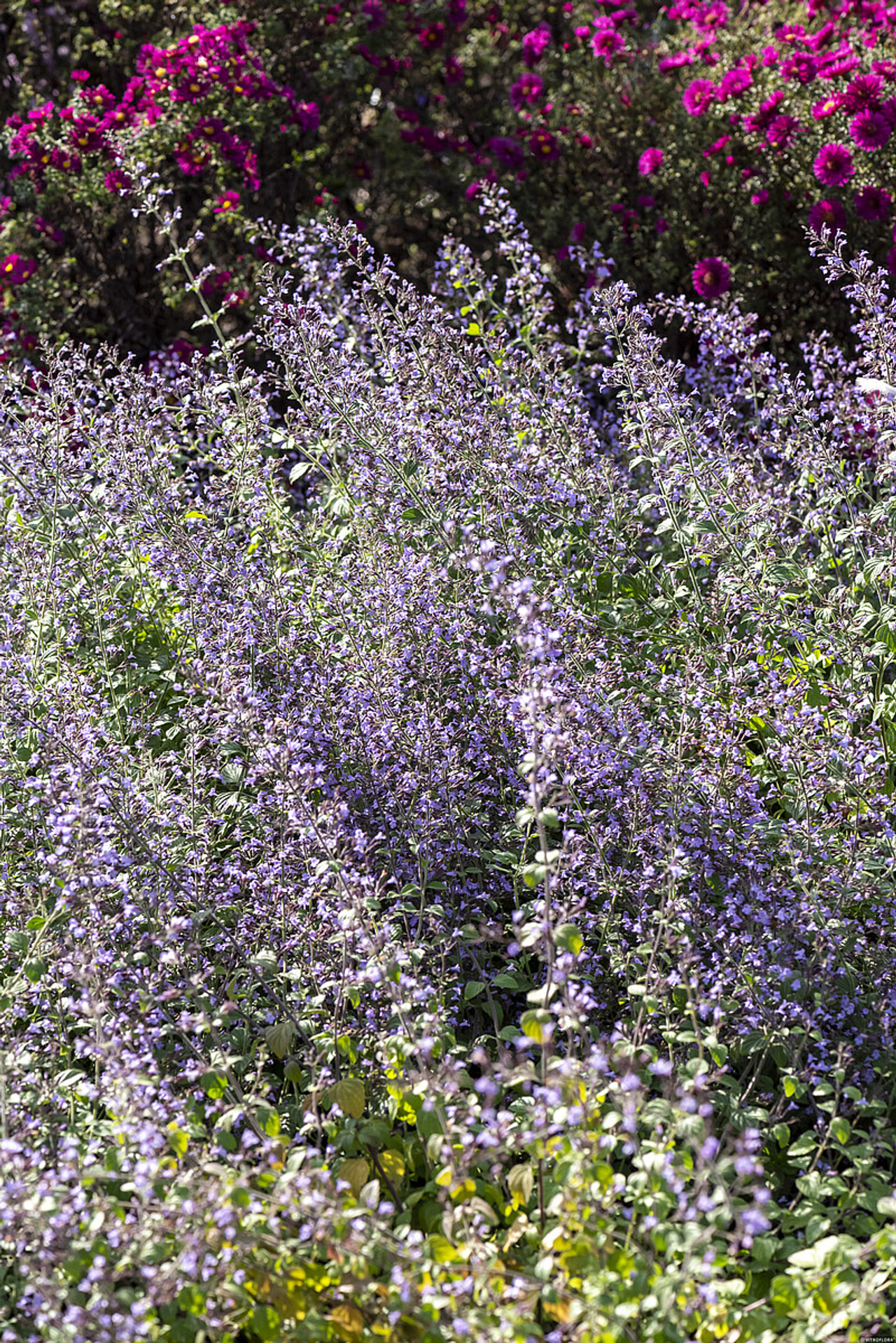 Käenminttu Blue Cloud, Loukykvět
