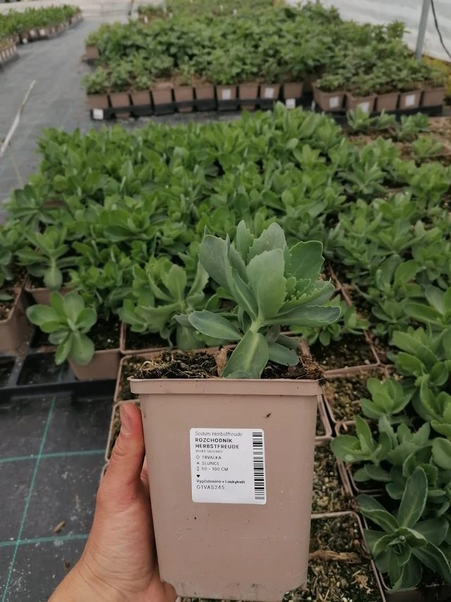 Sedum Matrona - 2024