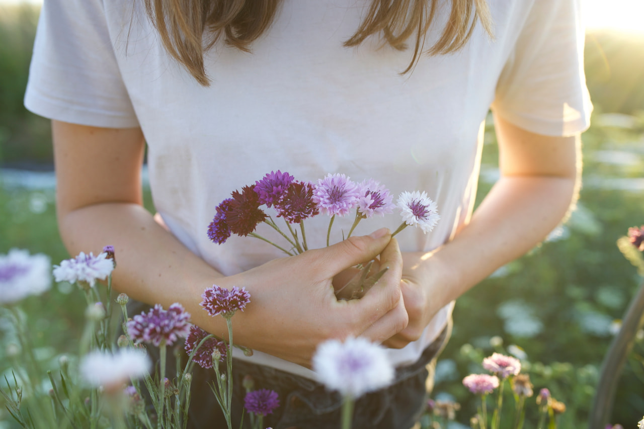 Aciano Classic Magic, Loukykvět