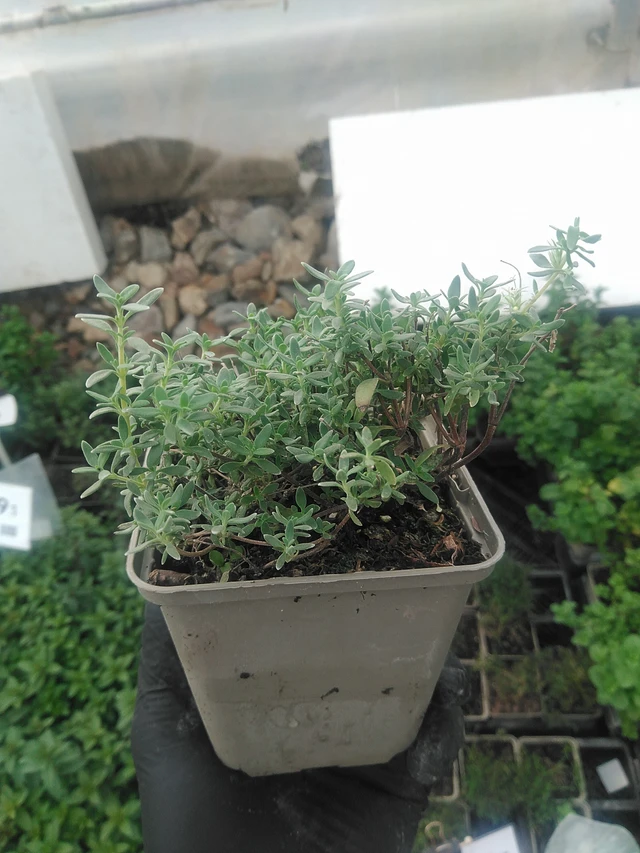 Tomillo Pompom - 10. 9. 2025